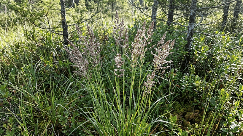 Pickering's Reedgrass